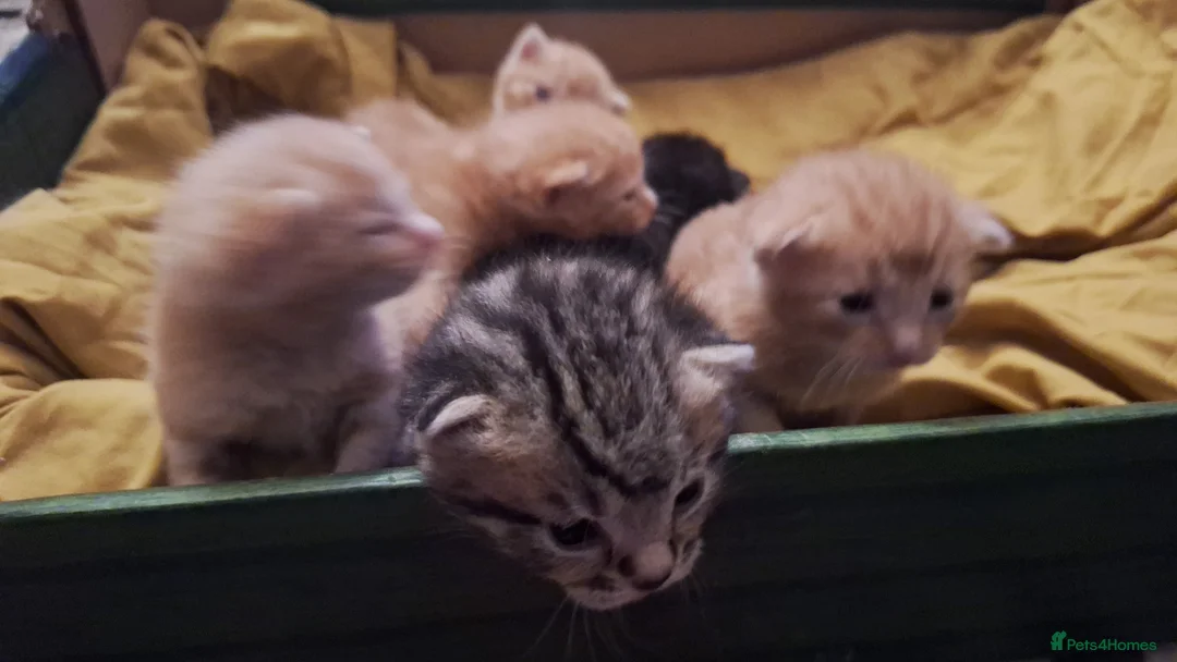 Mixed Breed cats for sale: 6 beautiful kittens  - Advert 2