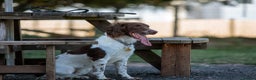English Springer Spaniel dogs for sale: Gorgeous English Springer Spaniel needs new home - Advert 1