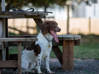 English Springer Spaniel dogs Gorgeous English Springer Spaniel needs new home - Advert 1