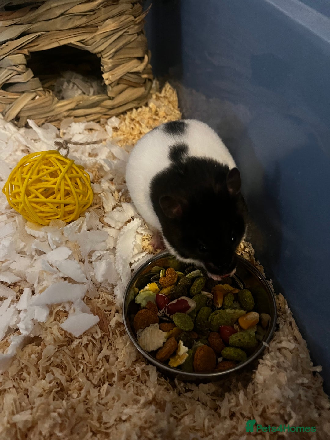 Hamster rodents for sale: Cute hamster needs forever home 🏠  - Advert 9