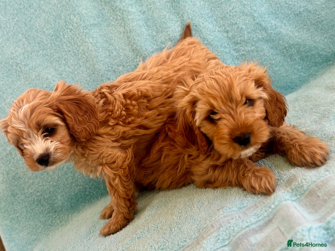 Cavapoo dogs for sale: Beautiful cavapoo puppies  - Image 6