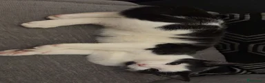 Mixed Breed Kitten 1