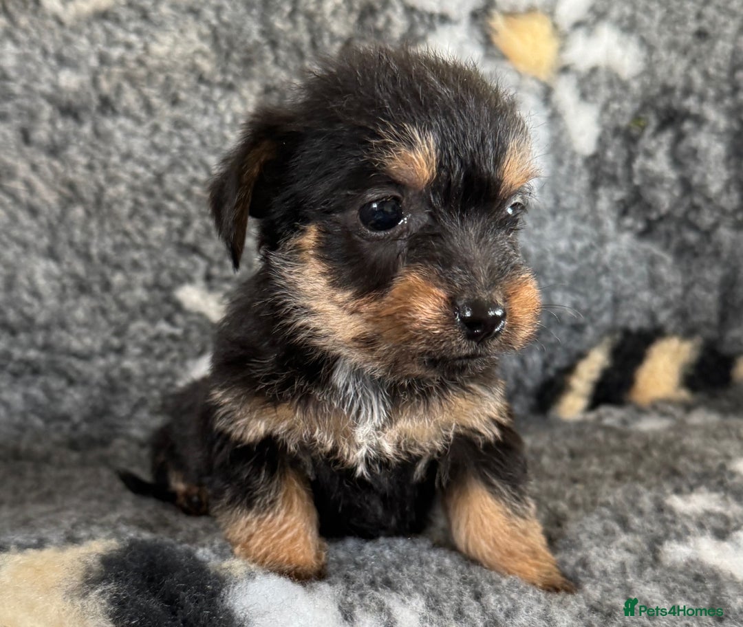 Jack Russell dogs for sale: Stunning Jack Russell pups - Image 9