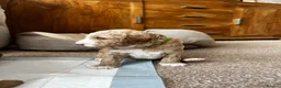 Australian Labradoodle dogs for sale: ⭐ Stunning Australian Labradoodles – Ready June ⭐ - Advert 15