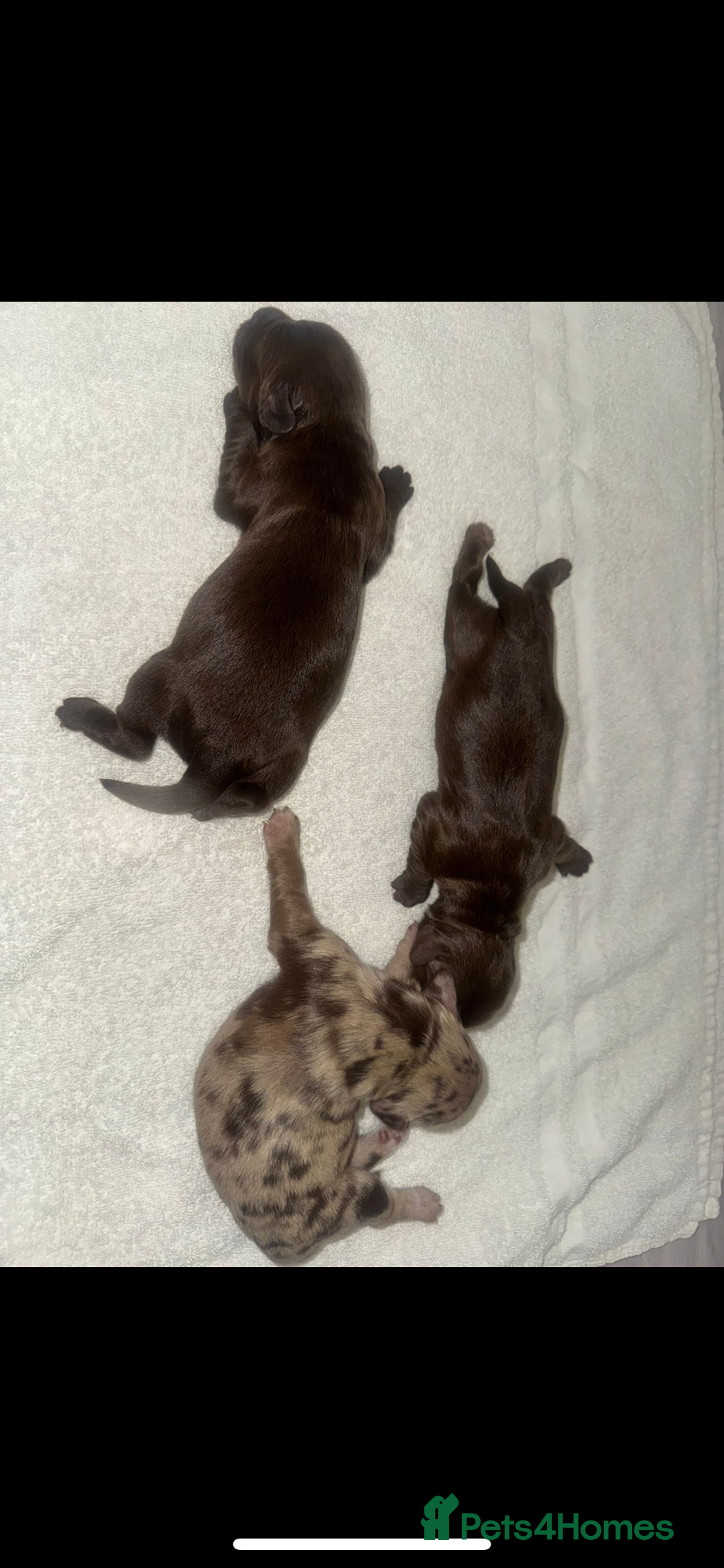 Labradoodle dogs for sale: Stunning labradoodle puppies - Advert 5