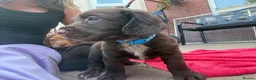 Sprocker dogs for sale: Sprocker spaniel puppies health tested parentage in Lytham Saint Annes - Advert 33