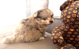 Pomsky dogs for sale: 3 girl pomskys for sale!  - Image 7