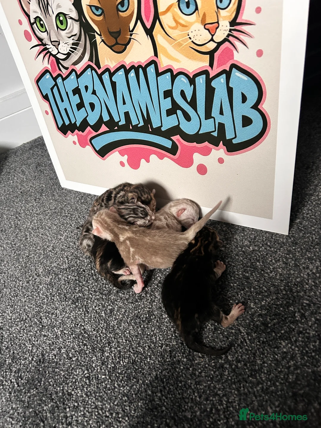 Bengal cats for sale: 🧬LIMITED BENGAL KITTENS🧬 2 females left - Advert 18