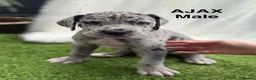 Great Dane dogs for sale: Chunky Great Dane puppies  - Advert 17