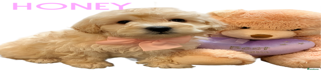 Honey - Maltipoo Girl