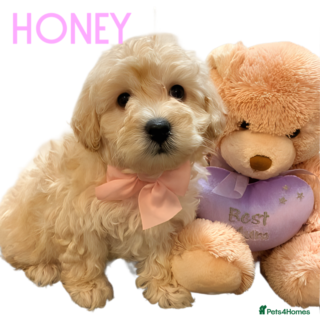 Maltipoo dogs for sale: Beautiful Maltipoo girls looking for lovely home  - Image 12