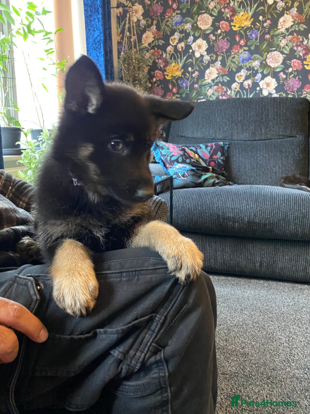 German Shepherd dogs for sale: Gorgeous German Shepherd puppies - Image 3