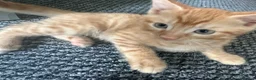 British Shorthair cats for sale: Ginger British shorthair male kittens.  3  - Advert 11