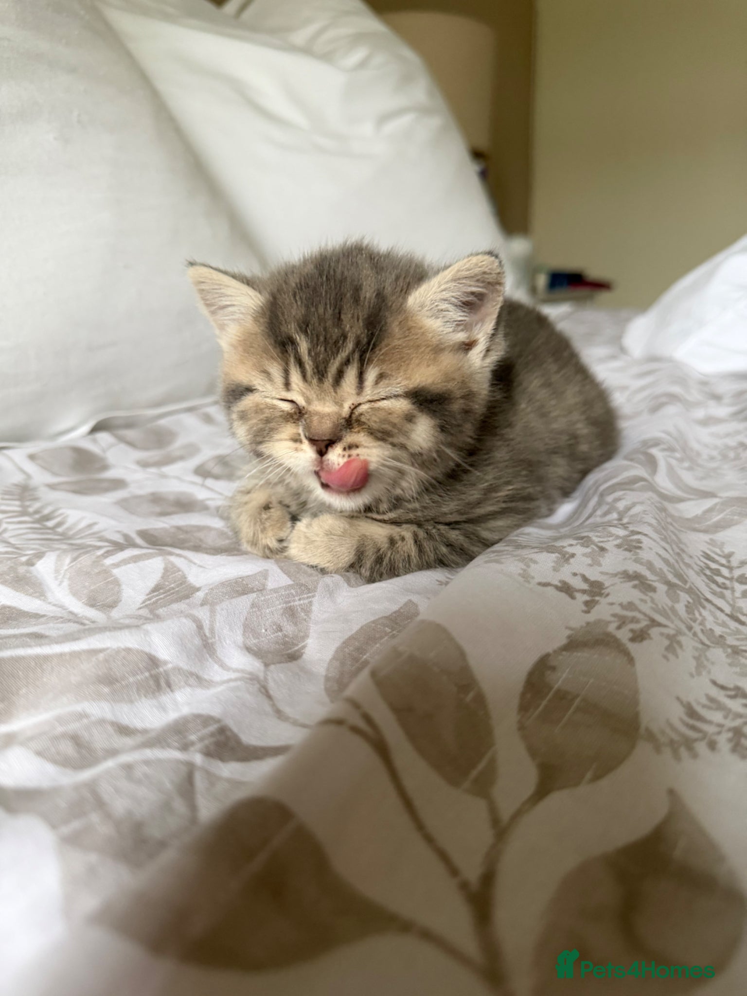 Scottish Fold cats Beautiful Scottish fold girls❤️  - Advert 18