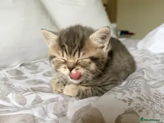 Scottish Fold cats Beautiful Scottish fold girls❤️ - Advert 18