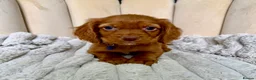 Cocker Spaniel dogs for sale: Adorable Red Cocker Spaniel Puppies 🐶❤️ - Advert 10