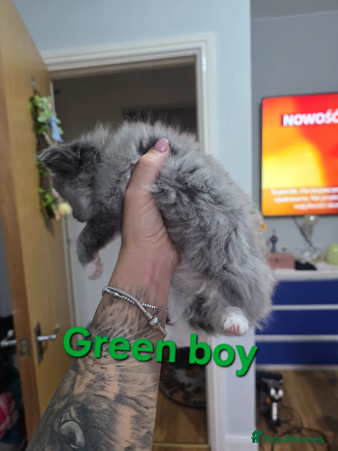Mixed Breed cats for sale: Beauty fluffy litter ragdoll-ragcoon mix - Advert 2