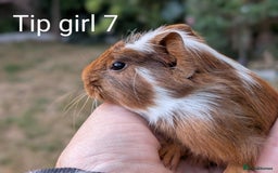 Guinea Pig rodents for sale: Gorgeous guinea pig pups  - Image 7