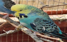 Budgerigars birds for sale: Budgies for new homes, mixed colours  - Image 6