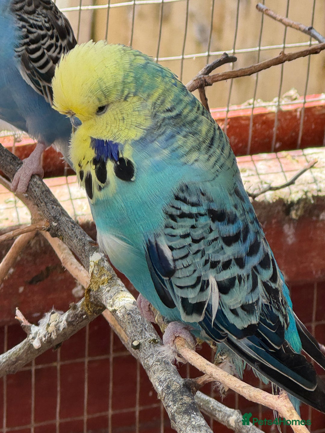 Budgerigars birds for sale: Budgies for new homes, mixed colours  - Image 6