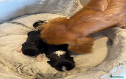 Cavalier King Charles Spaniel dogs for sale: Health tested cavalier King Charles  - Image 3