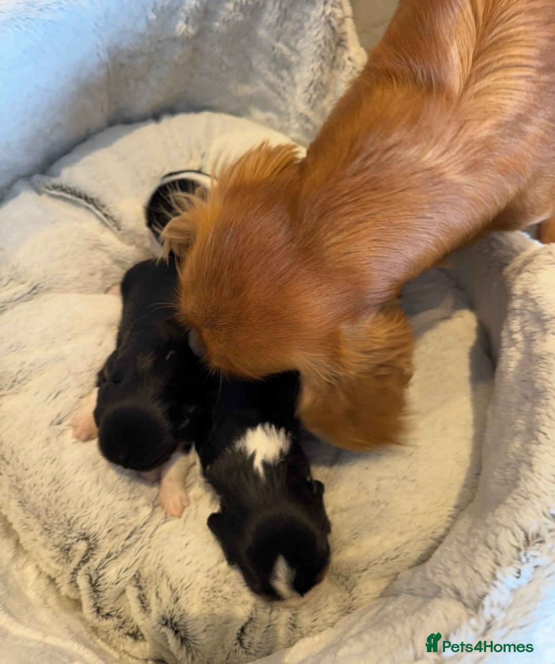 Cavalier King Charles Spaniel dogs for sale: Health tested cavalier King Charles  - Image 3