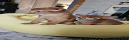Abyssinian cats for sale: Abyssinian kittens for sale - Advert 19