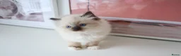 Ragdoll cats for sale: INDOOR GCCF REGISTERED RAGDOLL FEMALE KITTEN - Advert 20