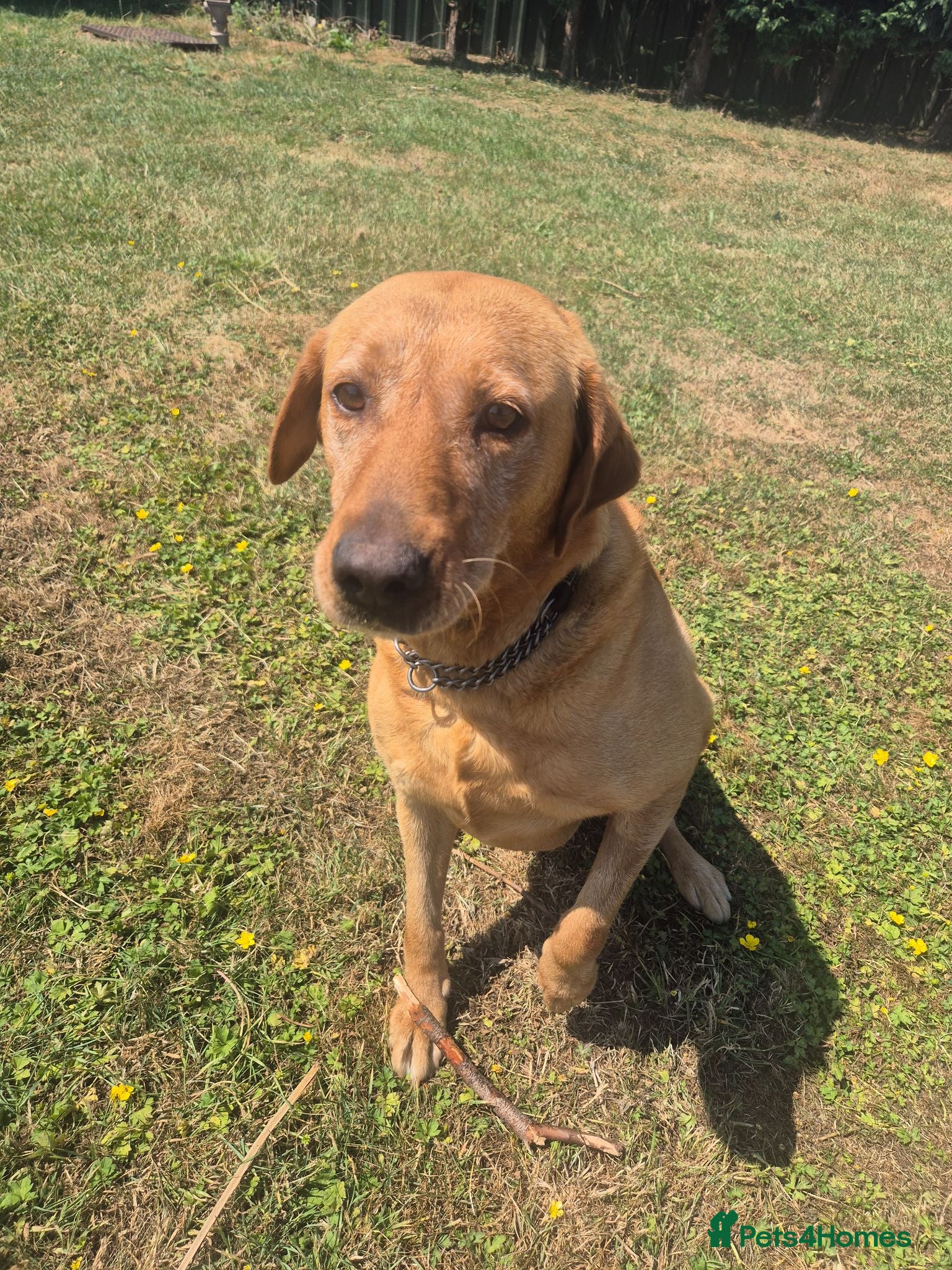 Labrador Retriever dogs Kc reg fox red labrador  - Advert 2