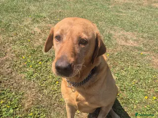 Labrador Retriever dogs Kc reg fox red labrador - Advert 3