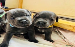 Staffordshire Bull Terrier dogs for sale: KC Registered Blue Staffordshire bull terrier - Image 32