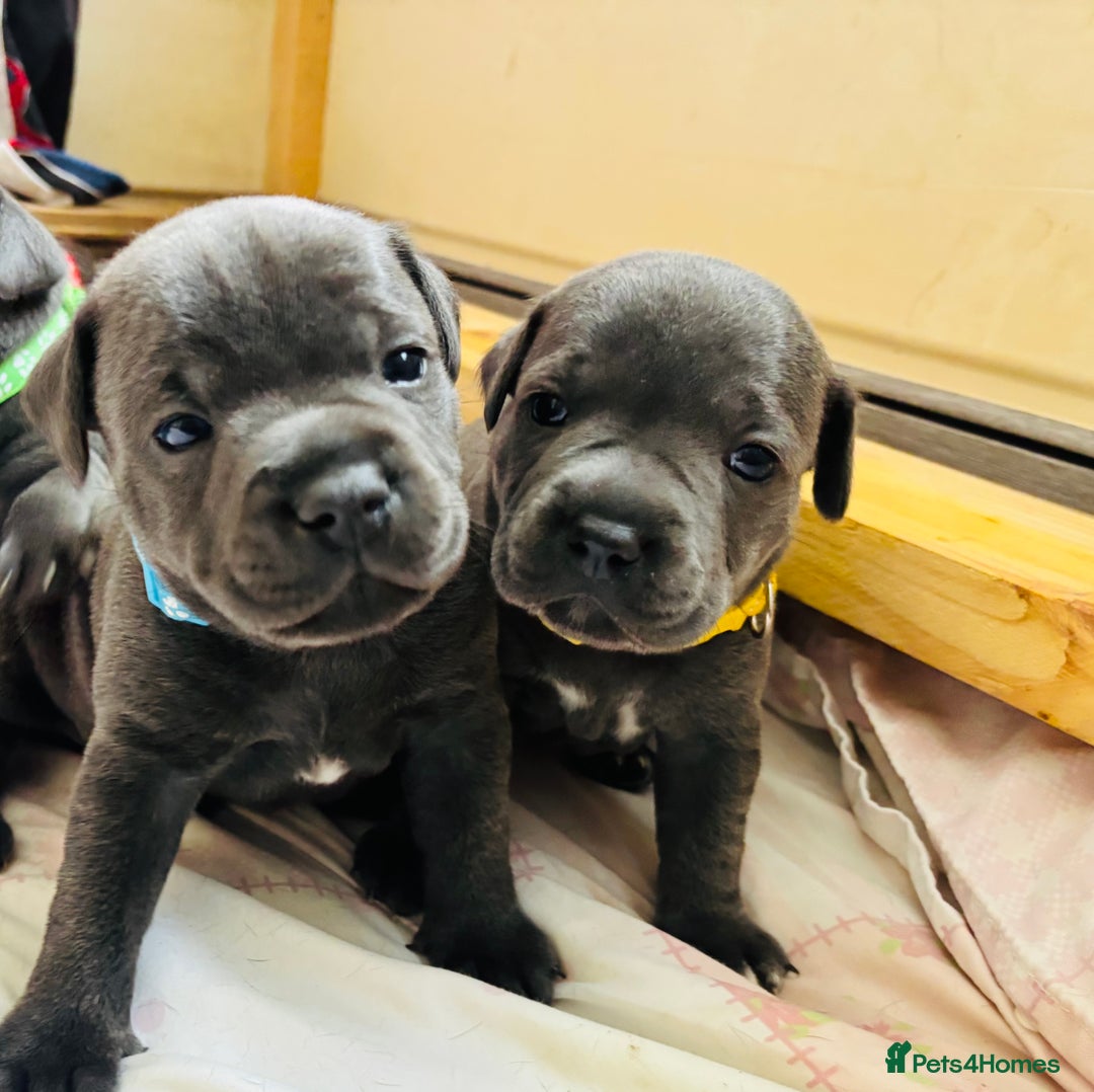 Staffordshire Bull Terrier dogs for sale: KC Registered Blue Staffordshire bull terrier - Image 32