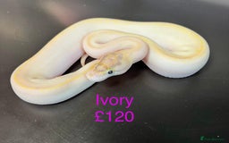 Python Snake reptiles for sale: Ball/royal pythons  - Image 18