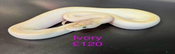 Python Snake reptiles for sale: Ball/royal pythons  - Advert 18