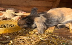 Harlequin rabbits for sale: Harlequin lionhead lop - Image 1