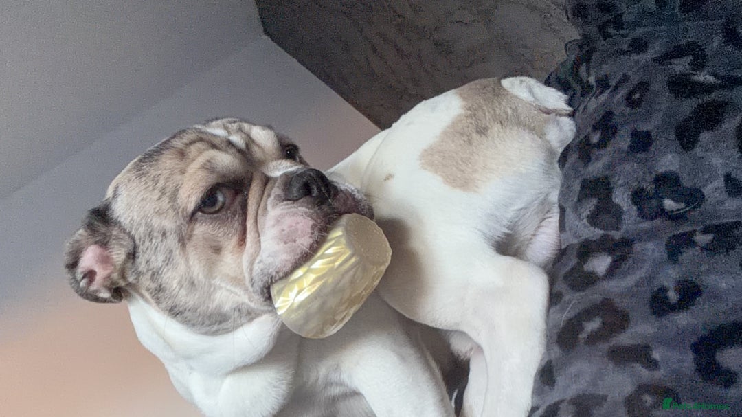 French Bulldog dogs for sale: Male French bulldog - Advert 1