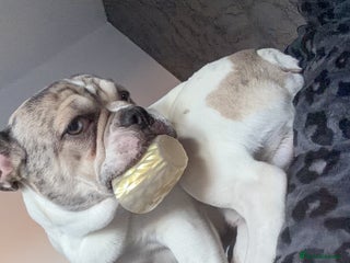 French Bulldog dogs Male French bulldog - Advert 1