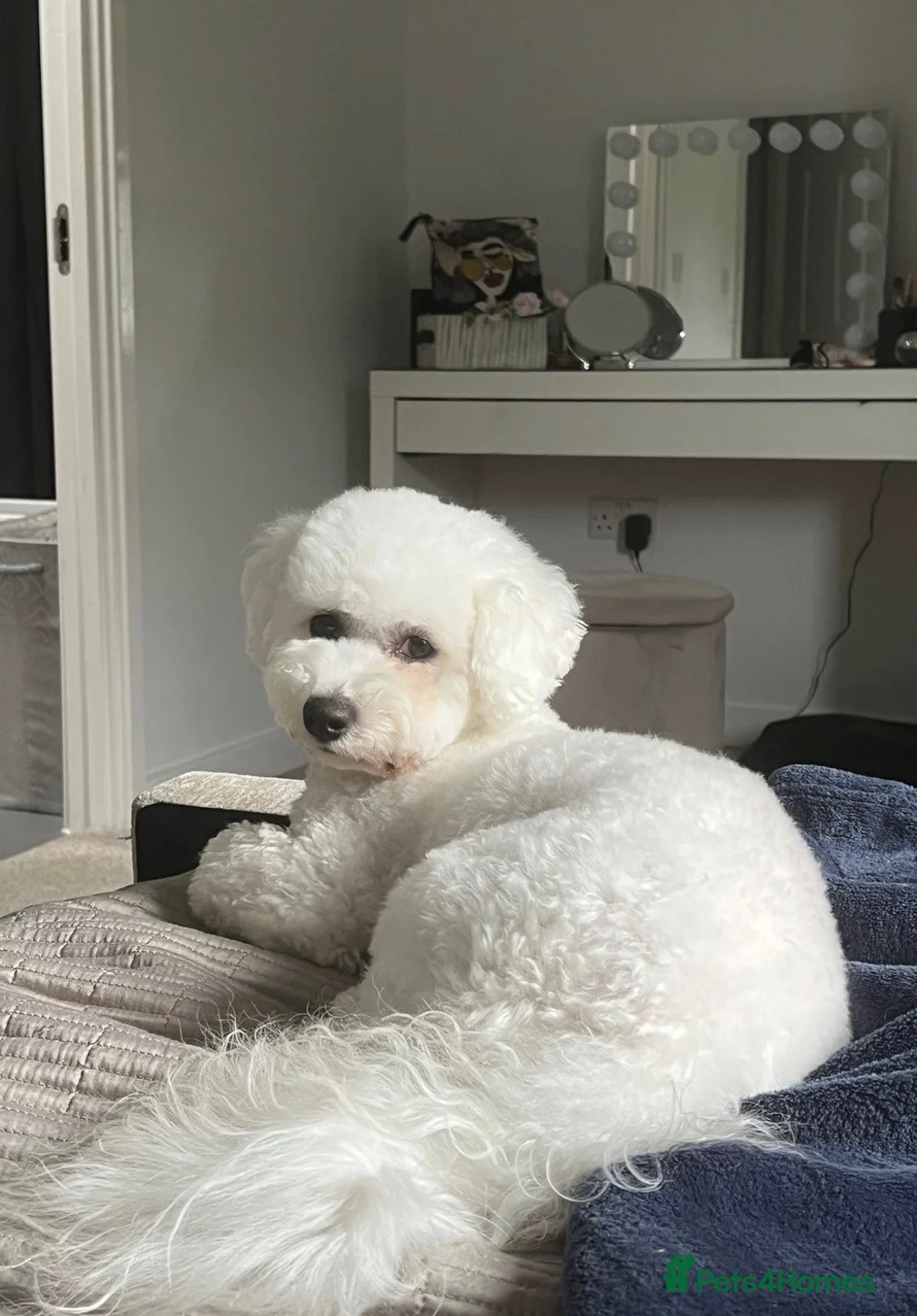 Bichon Frise dogs for sale: 🐶 Pure Bichon Frise Puppies for Sale 🐶 - Advert 1