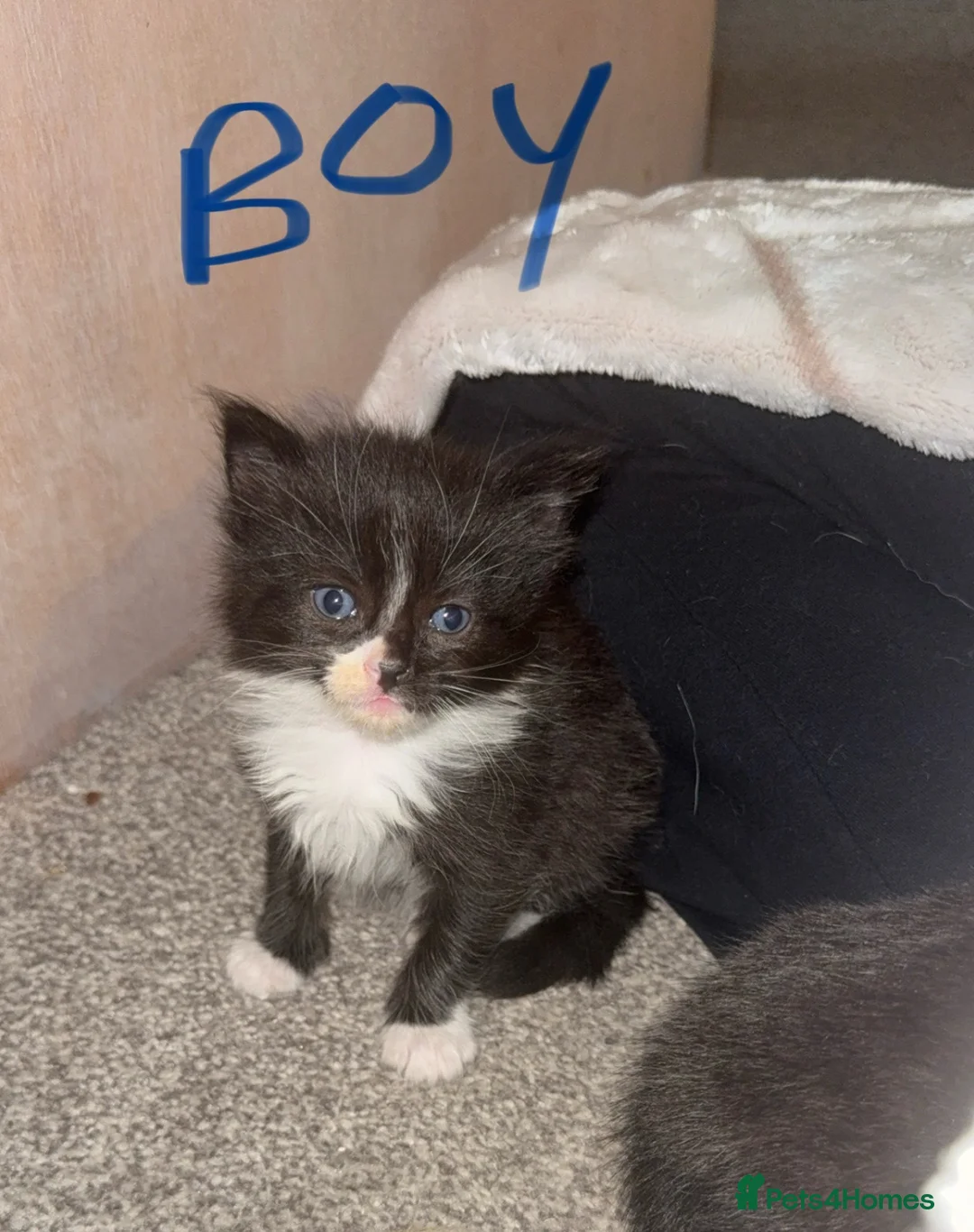 Ragdoll cats for sale: Ragdoll cross kittens  - Advert 5