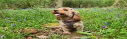 Cavapoo dogs for sale: Beautiful Red Cavapoo Puppies F1BB in Boston - Advert 4