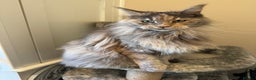 Maine Coon cats for sale: Retired Maine coon  - Advert 1