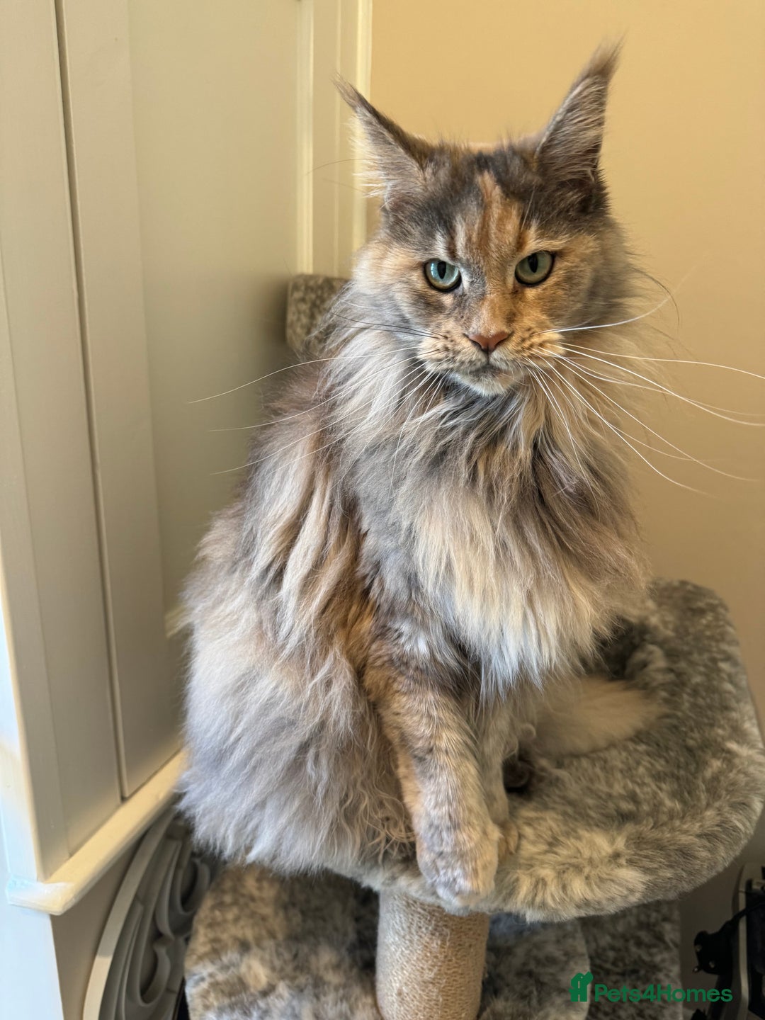 Maine Coon cats for sale: Retired Maine coon  - Advert 1