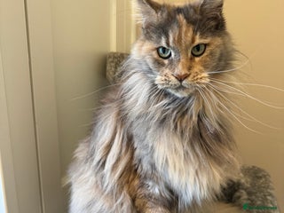 Maine Coon cats Retired Maine coon - Advert 12