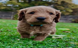 Mini Goldendoodle dogs for sale: Goldendoodle Puppies F2– Therapy & Support Dog Mum - Image 12