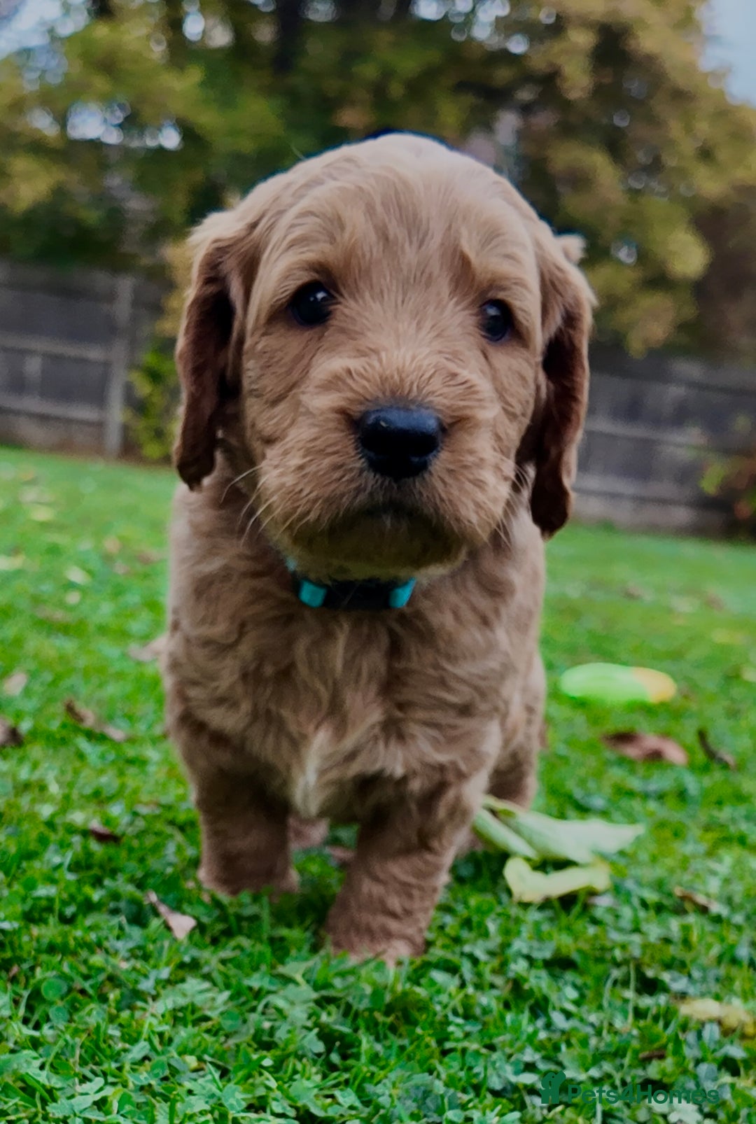 Mini Goldendoodle dogs for sale: Goldendoodle Puppies F2– Therapy & Support Dog Mum - Image 12