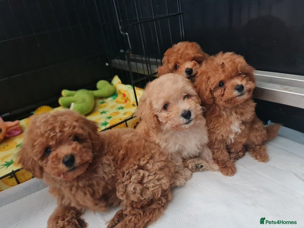 Toy Poodle dogs - Advert 1