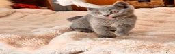 British Shorthair cats for sale: !!Champion bloodline!!GCCF British shorthair stoke - Advert 6