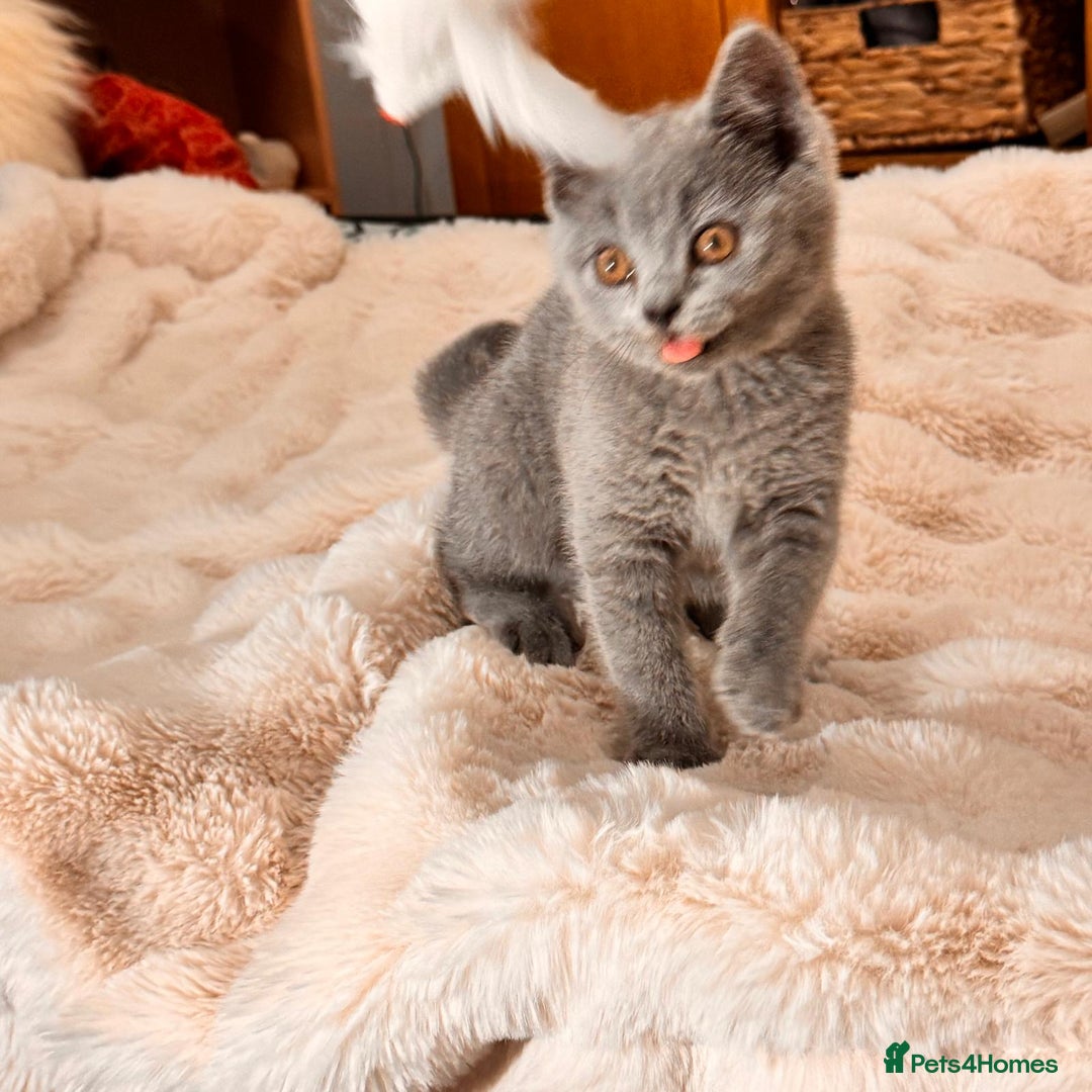 British Shorthair cats for sale: !!Champion bloodline!!GCCF British shorthair stoke - Advert 6