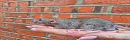 Rat rodents for sale: Various dumbo rats  - Advert 12