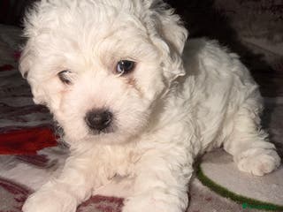Bichon Frise dogs KC Registered Pedigree Bichon Frise Puppies - Advert 1